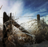 Hoarfrost Fence