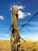 Well Worn Fencepost