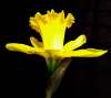 Daffodil