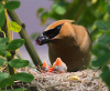 Waxwing Mama