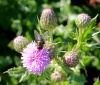 Fly on Thistle