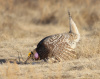 Sharp Tailed Grouse #1