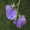Sweet Peas After Rain