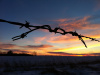 Barbed wire at sunset